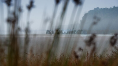 La merja, à hauteur de joncs