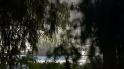 Impression entre les feuillages