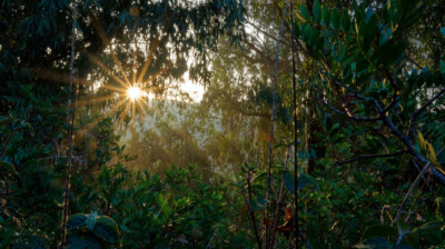 Coup de projecteur sur une profusion