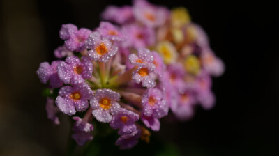 La belle enhahissante