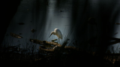 Tel un reflet du soleil