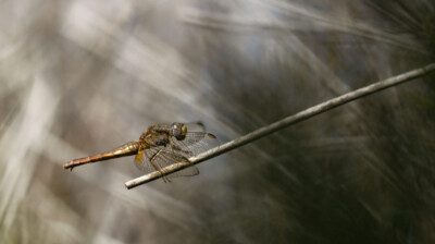 En chasse dans la lagune