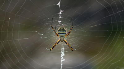 Symétrie en jaune et noir