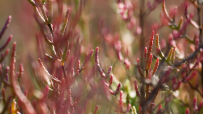 Rouge salé d'automne