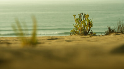 En pionnier, face à l'océan