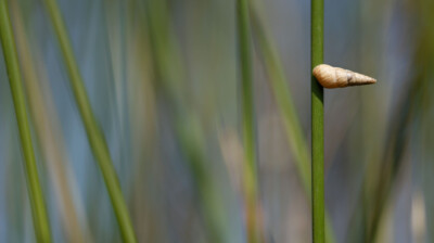 Dans le vent, tel un balancier