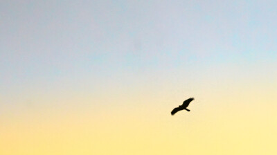 Silhouette au couchant