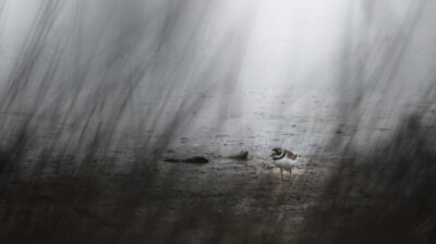 Le migrateur qui venait de la toundra