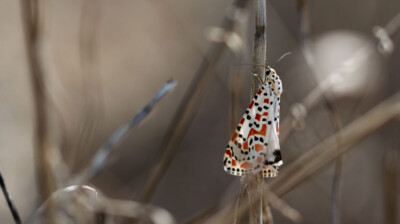 Une mosaïque dans les fourrés