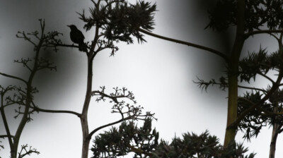 Formes au crépuscule