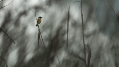 Un guetteur dans les roseaux
