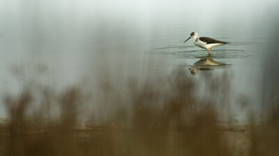 La pitance dans un miroir