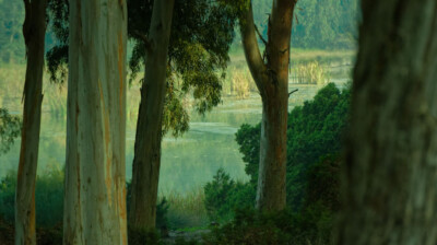 Entre les eucalyptus