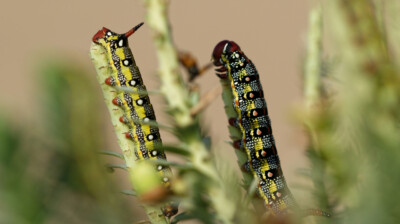 Avertir par ses couleurs