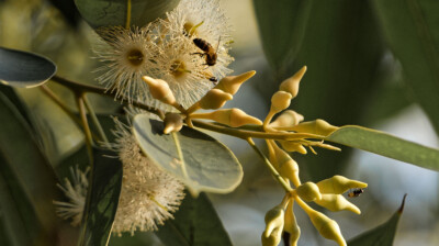 Du pollen dans les eucalyptus