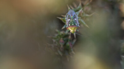 Une punaise sur la dune