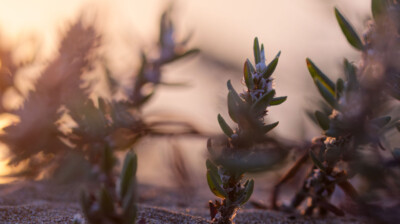 Le sable, comme un four qui fait croître