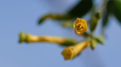 Echappé d'un jardin