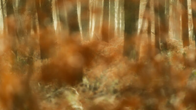 Automne