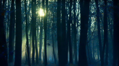 Brume d'hiver