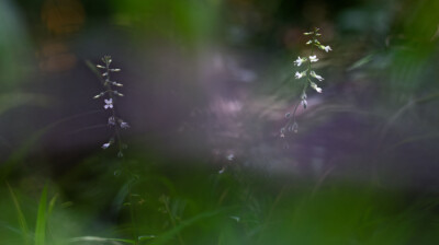 L'herbe aux sorcières