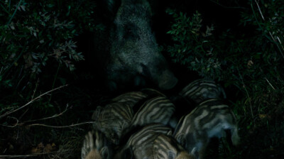 Balade nocturne pour une famille