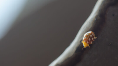 Du dessous de l'écorce. Hiver.