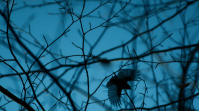 Un roitelet parmi les géants