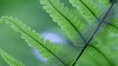 La fougère qui soigne