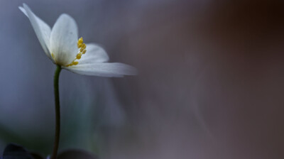 Fleurir vite avant que les arbres verdissent