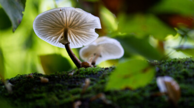 Les petits parapluies du bois mort