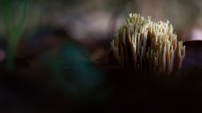 Du corail parmi les troncs morts