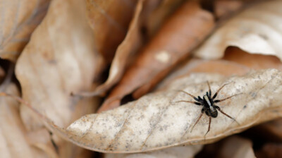 Un chasseur dans les feuilles