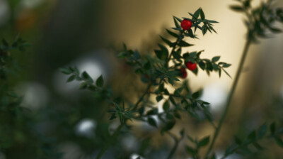 Le beau fruit du buis piquant