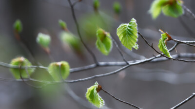 Duvet de printemps