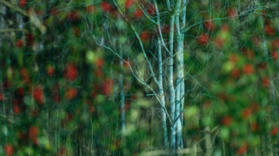 Du bouleau pour le houx