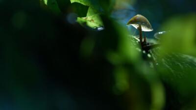 Le tronc mort qui donnait la vie