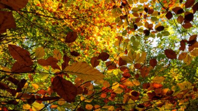 Couleurs automnales, avalanche