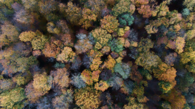 La forêt en couleur