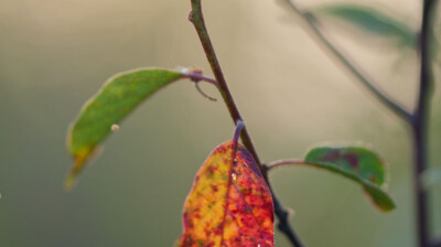 L'aulne noir, aux feuilles rouges