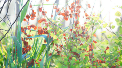 Couleurs en contre-jour