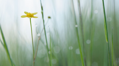 La petite flamme jaune