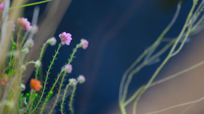 La Bruyère des marais