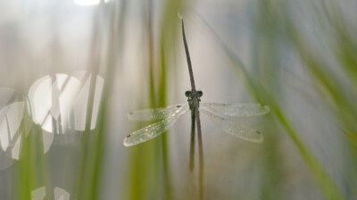 Leste et fragile