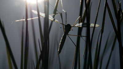Suspendue dans les joncs