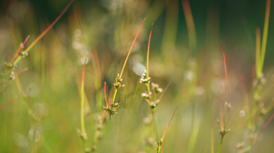 Les petits faisceaux rouges