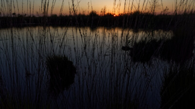 Assis dans les herbes