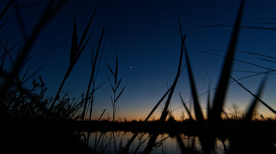 À la nuit tombante, dans les roseaux