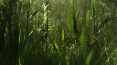 Premiers rayons du matin sur la rive