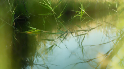 Esquisse sur la lagune